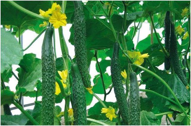 623安徽安庆-gk国康微量元素测试仪品牌分享黄瓜对人体有什么好处?